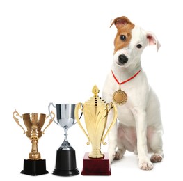Image of Cute Jack Russel Terrier with gold medal and trophy cups on white background
