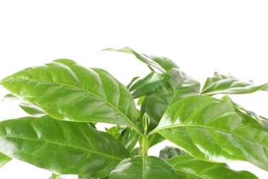 Photo of Fresh coffee green leaves on white background, closeup