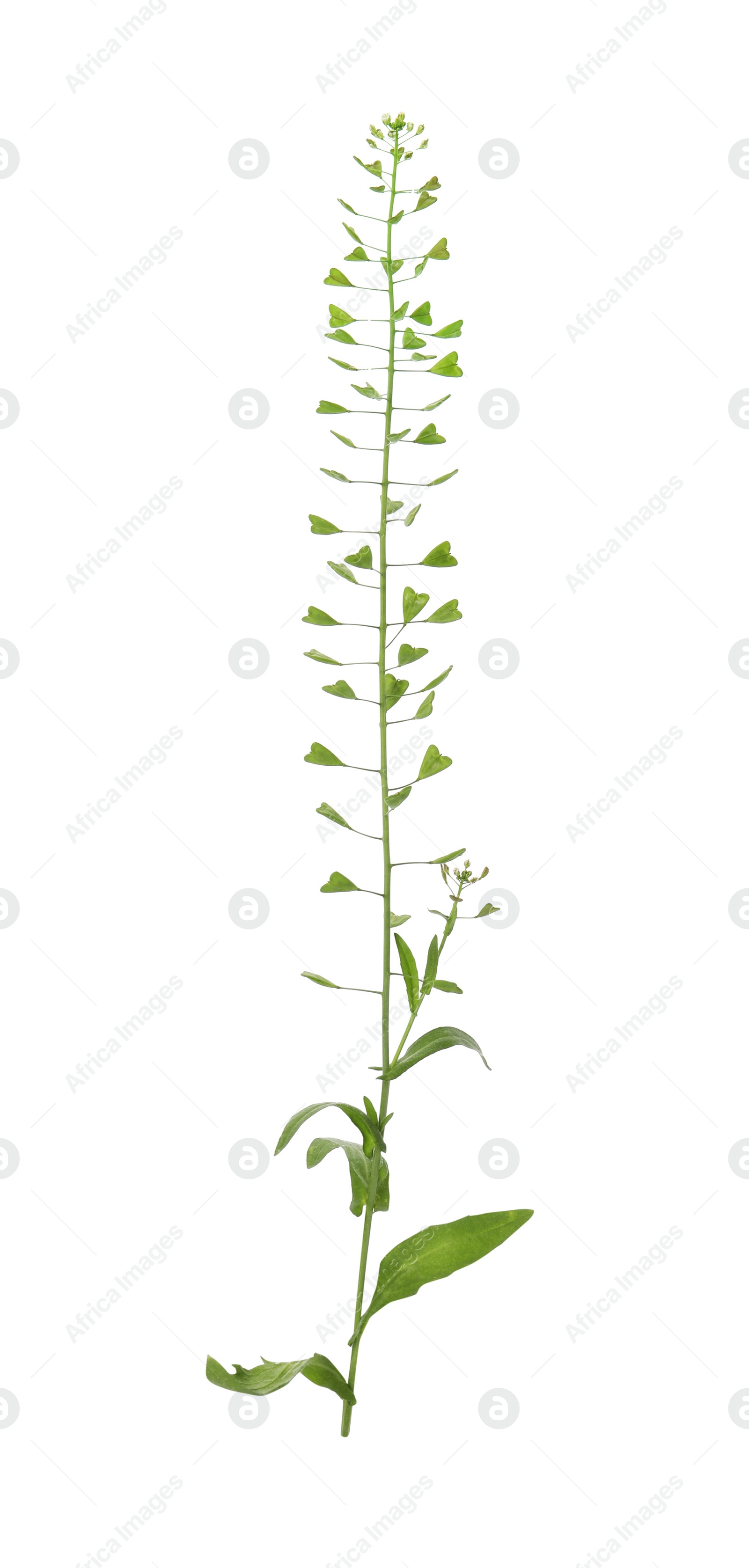 Photo of Beautiful meadow flower with green leaves on white background