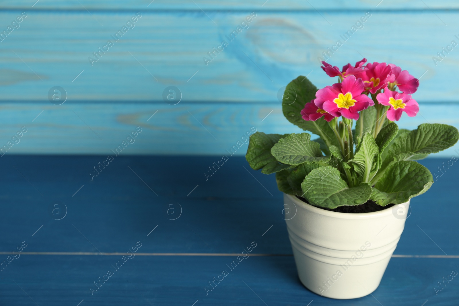 Photo of Beautiful violet in flowerpot on blue wooden table. Space for text