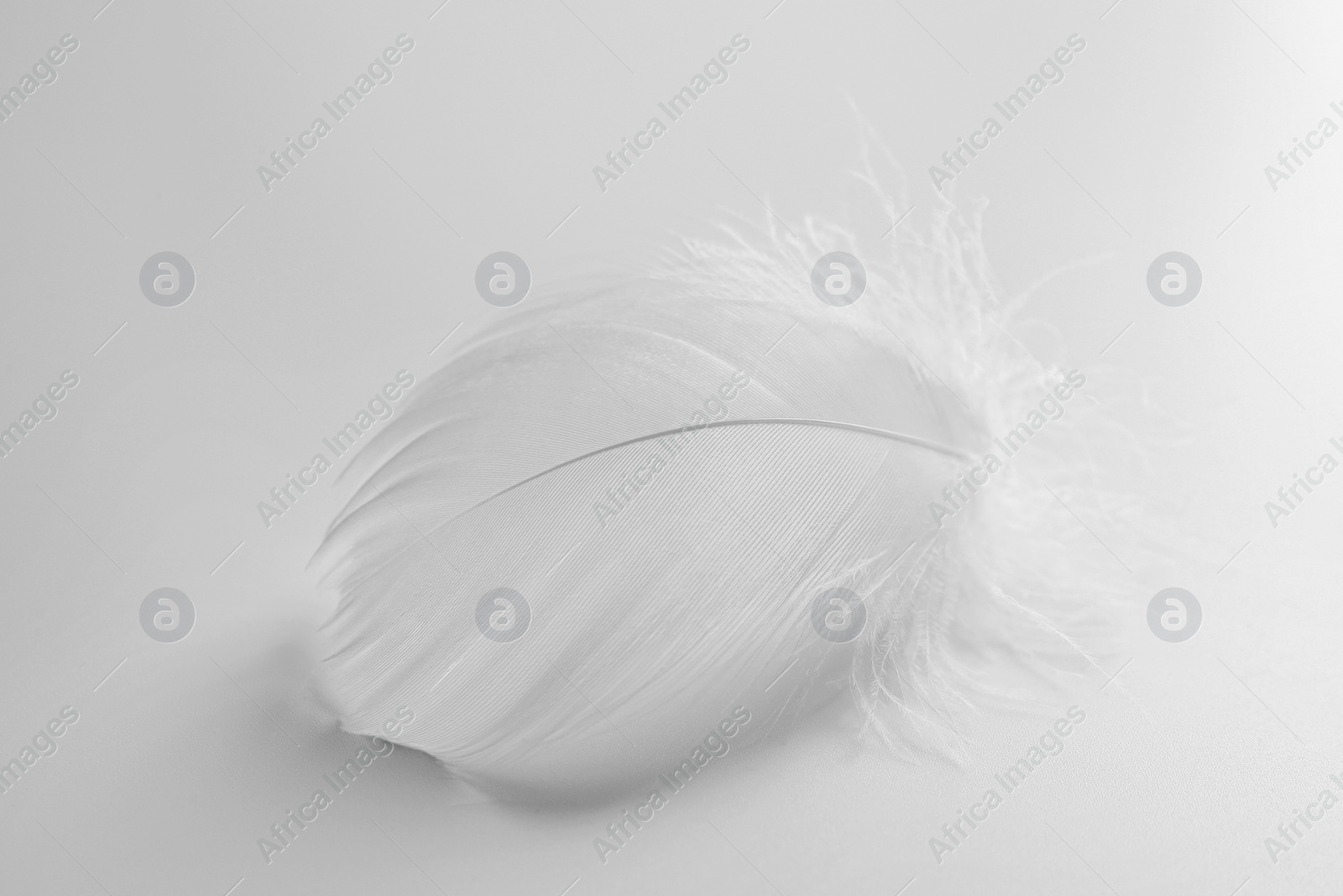 Photo of Beautiful fluffy bird feather on white background
