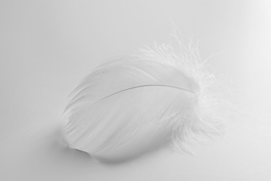 Photo of Beautiful fluffy bird feather on white background