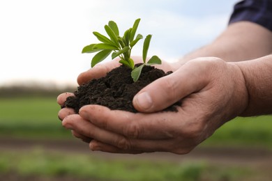 Photo of Man holding pilesoil with seedling outdoors, closeup