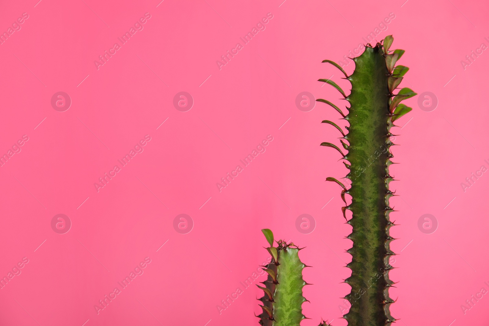 Photo of Beautiful cactus on pink background, space for text