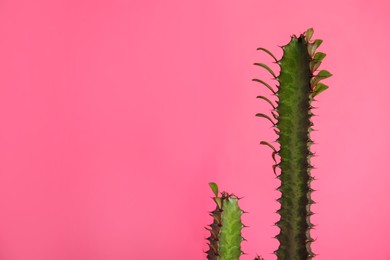 Beautiful cactus on pink background, space for text