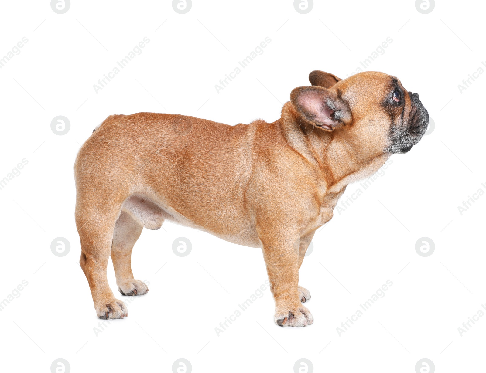 Photo of Cute French bulldog on white background. Funny pet