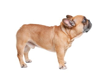 Photo of Cute French bulldog on white background. Funny pet