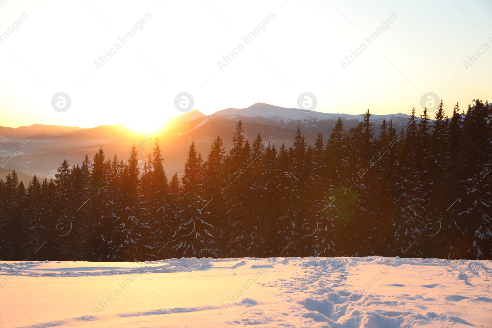 Photo of Picturesque view of conifer forest covered with snow at sunset