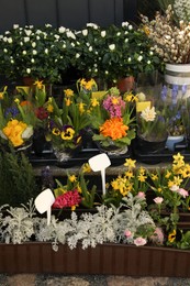 Photo of Many different beautiful plants at outdoor flower shop