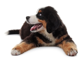 Photo of Adorable Bernese Mountain Dog puppy on white background
