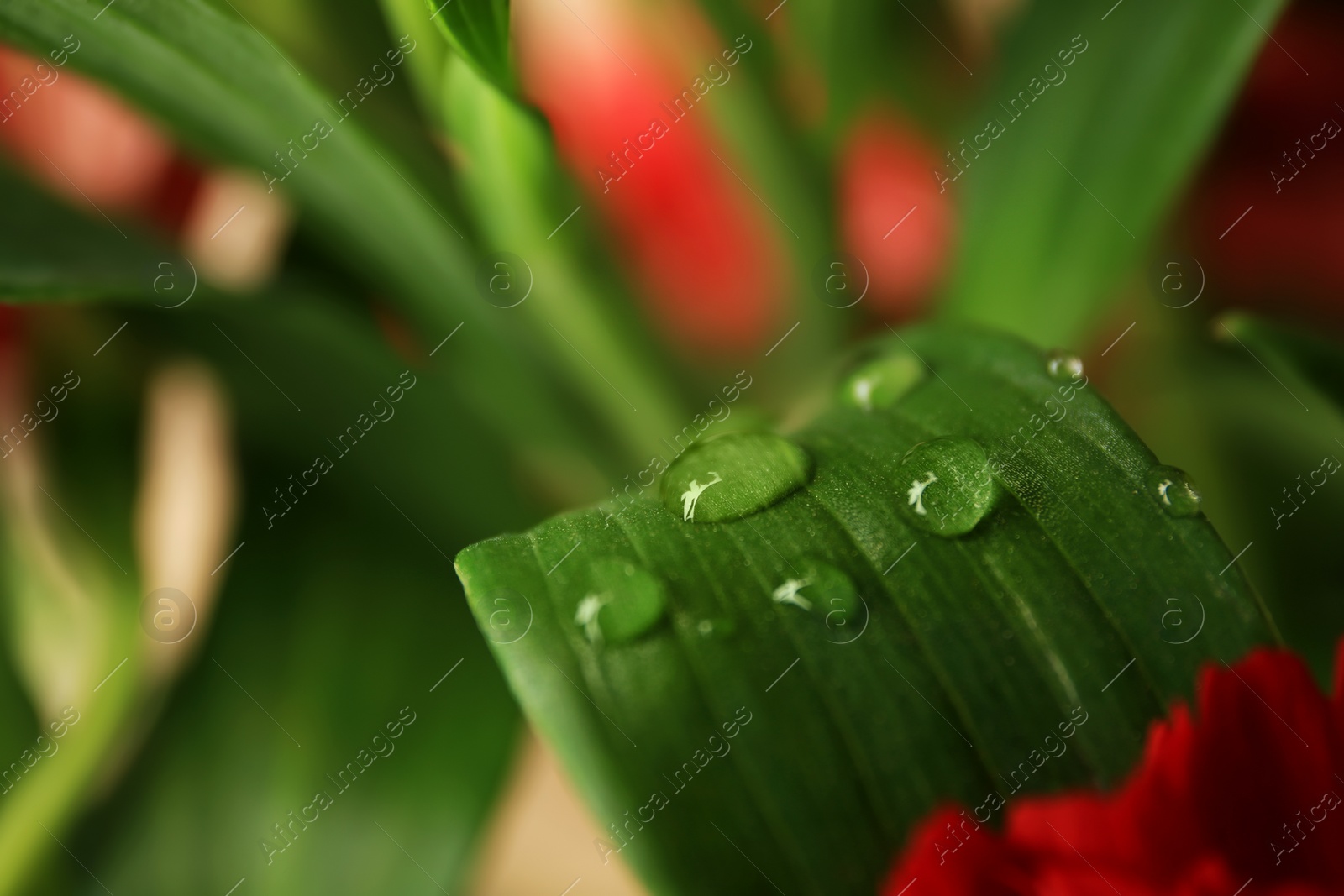 Photo of Beautiful leaf with water drops on blurred background, closeup