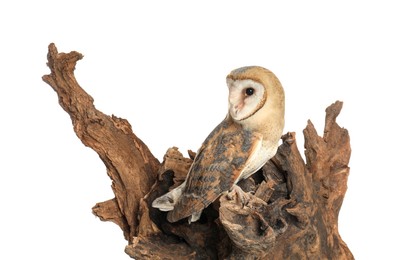 Photo of Beautiful common barn owl on tree against white background