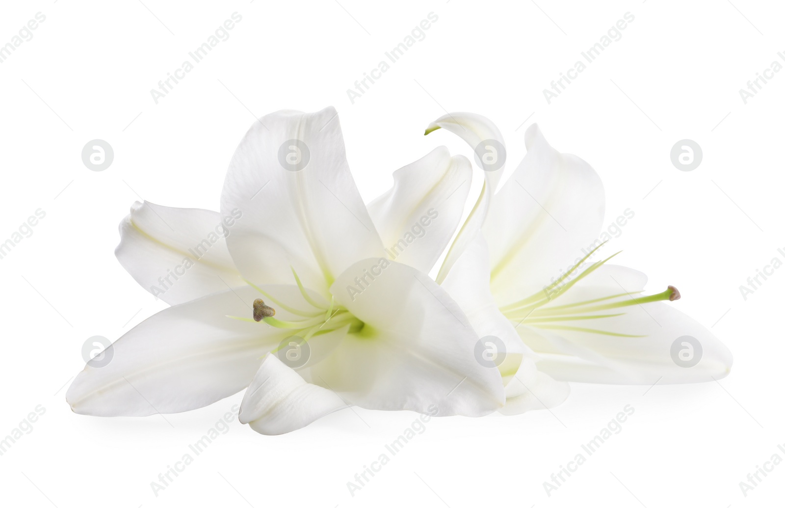 Photo of Beautiful fresh lily flowers isolated on white