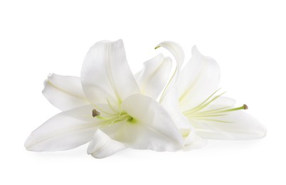 Photo of Beautiful fresh lily flowers isolated on white