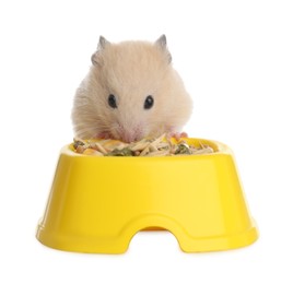 Photo of Cute little hamster eating on white background