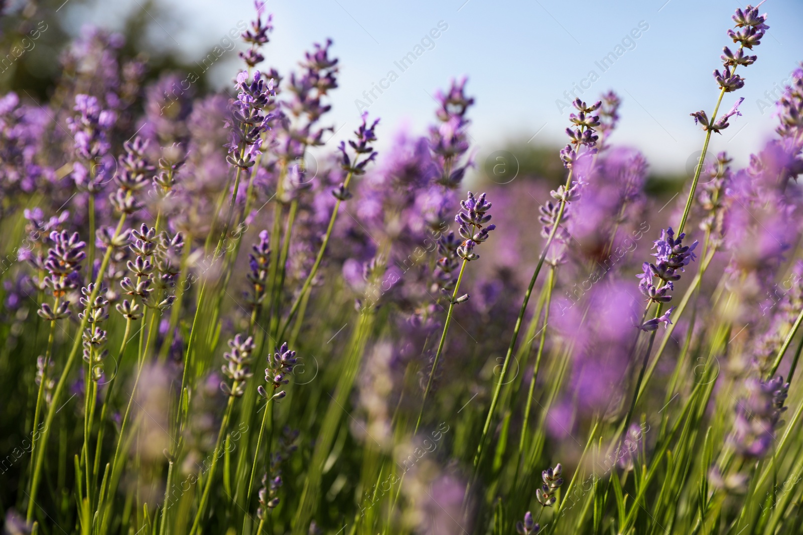 Photo of Beautiful blooming lavender field on summer day, closeup