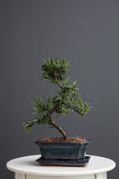 Photo of Japanese bonsai plant on white table. Creating zen atmosphere at home