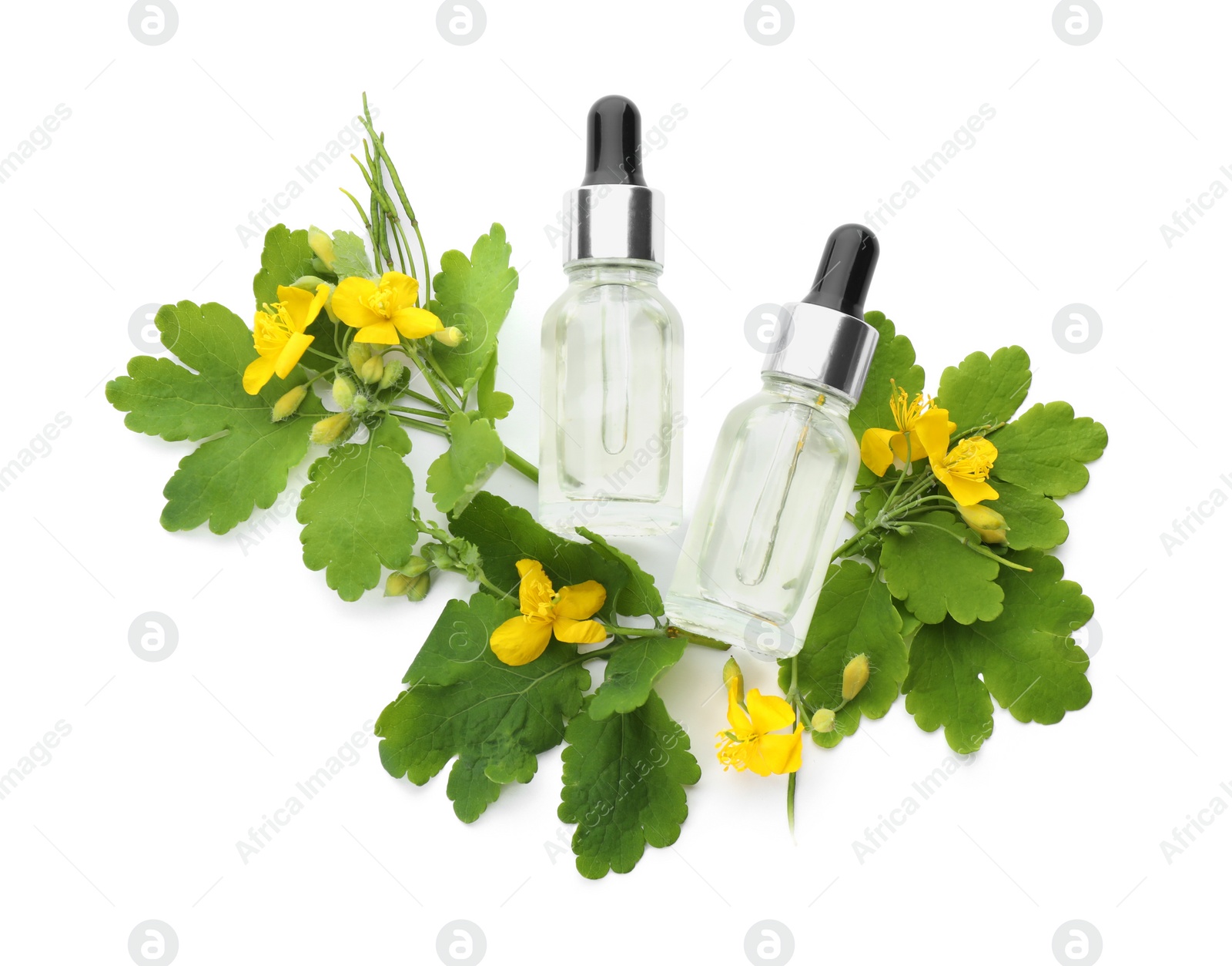 Photo of Bottles of essential oil and celandine on white background, top view