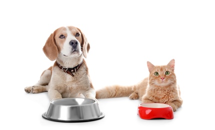 Adorable cat and dog near bowls on white background. Animal friendship