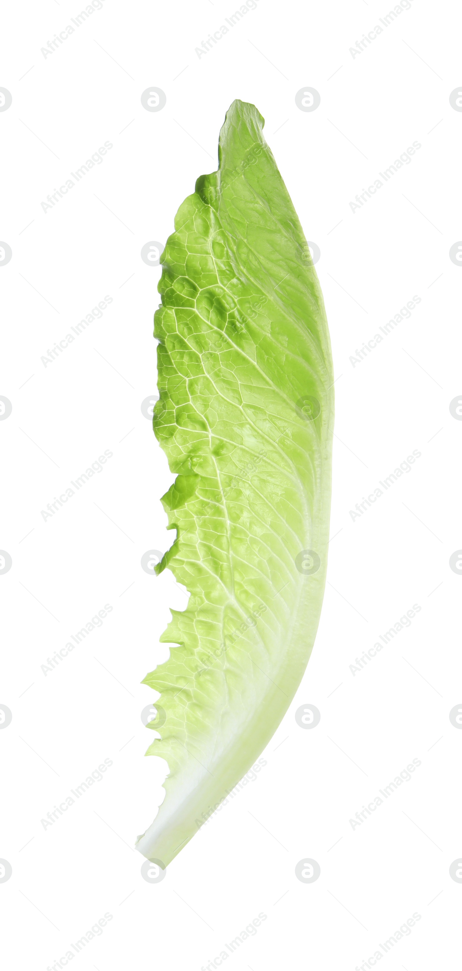 Photo of Fresh leaf of green romaine lettuce isolated on white