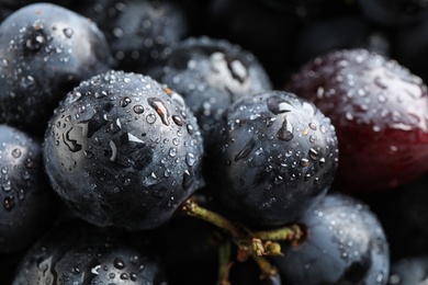 Fresh ripe juicy black grapes as background, closeup view