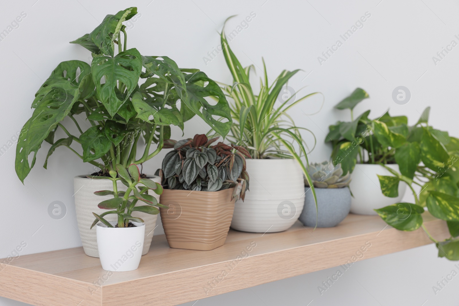 Photo of Wooden shelf with beautiful houseplants on light wall