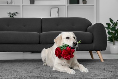 Cute Labrador Retriever with beautiful peony flowers lying on rug indoors