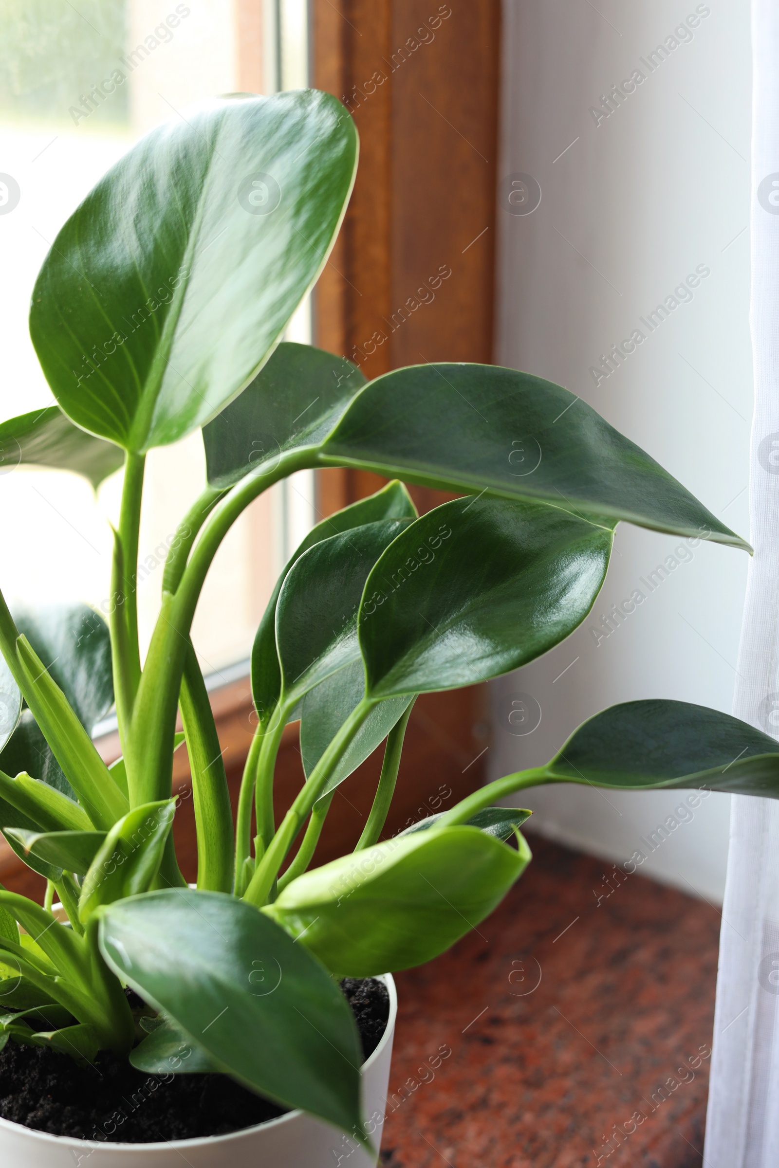 Photo of Beautiful green houseplant on window sill indoors, closeup