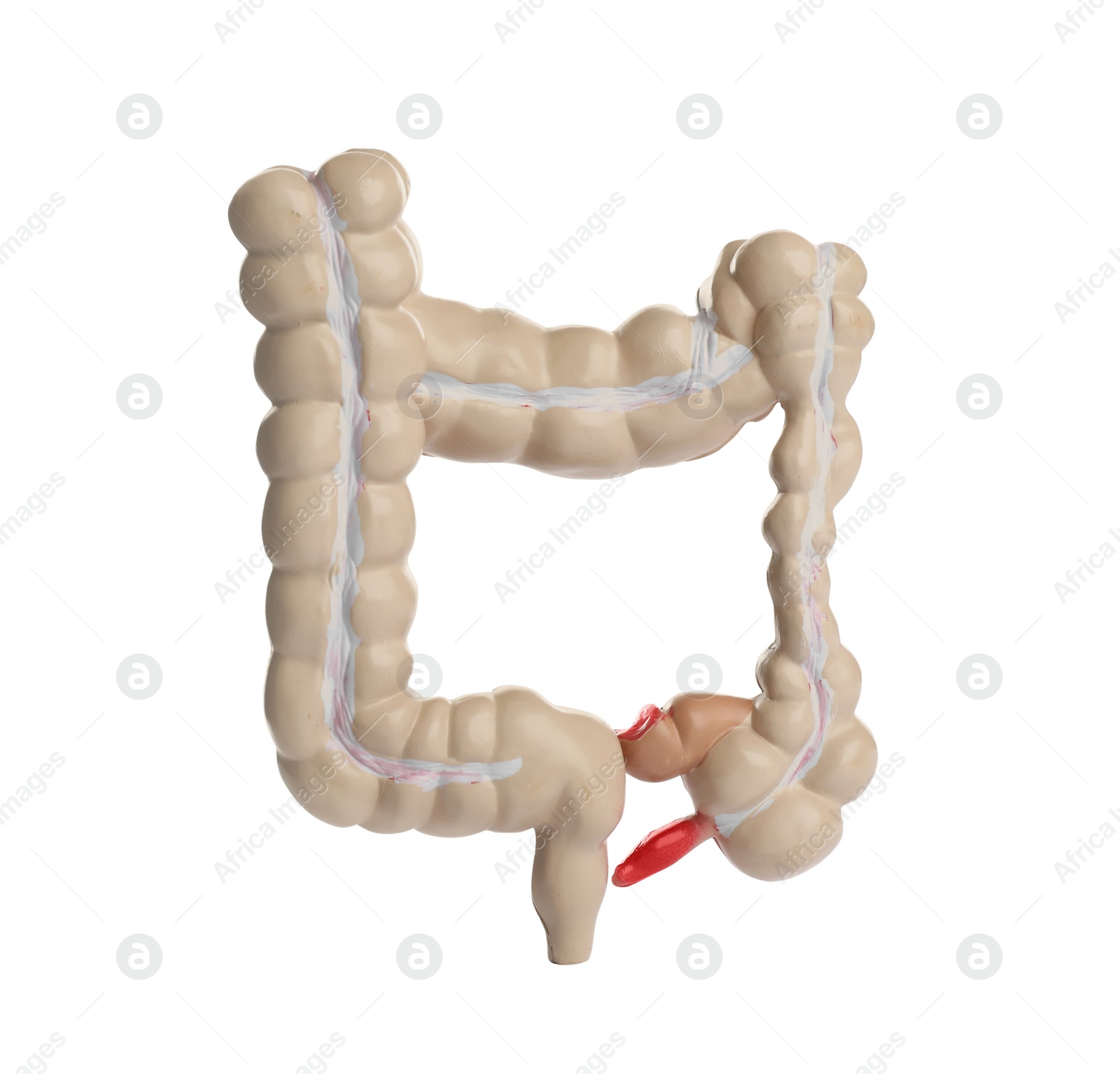 Photo of Anatomical model of large intestine isolated on white. Gastroenterology