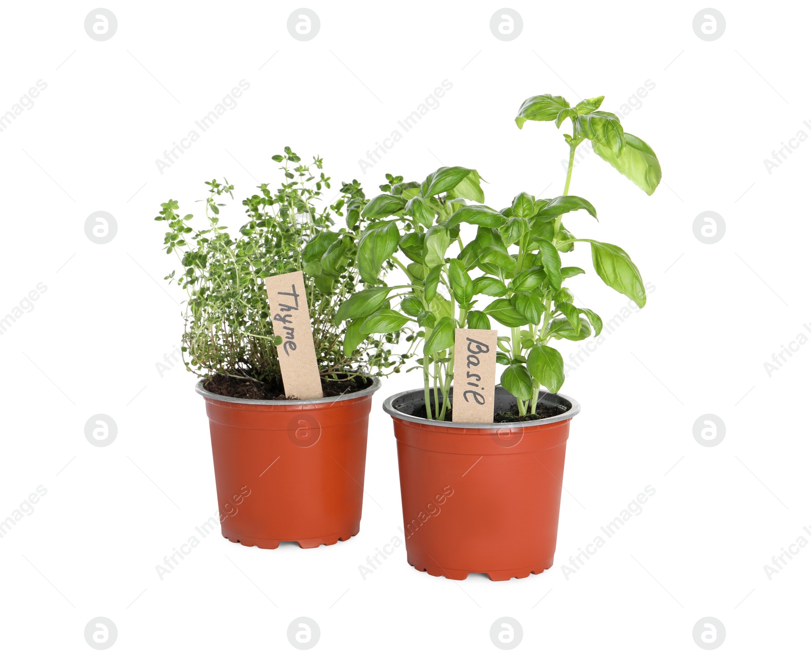 Photo of Aromatic potted basil and thyme isolated on white