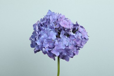 Photo of Delicate lilac hortensia flowers on light background