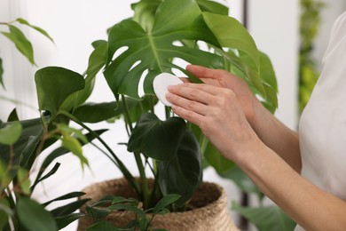 Woman wiping leaves of beautiful potted houseplant with cotton pad indoors, closeup