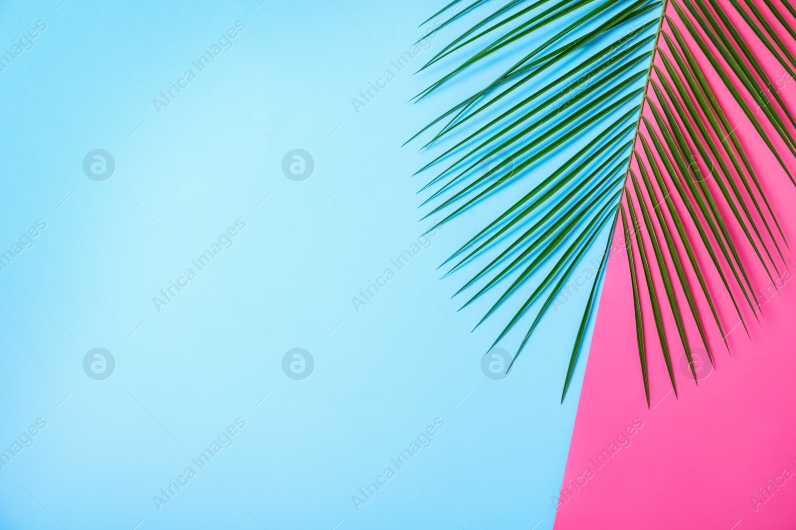 Photo of Beautiful lush tropical leaf on color background. Space for text