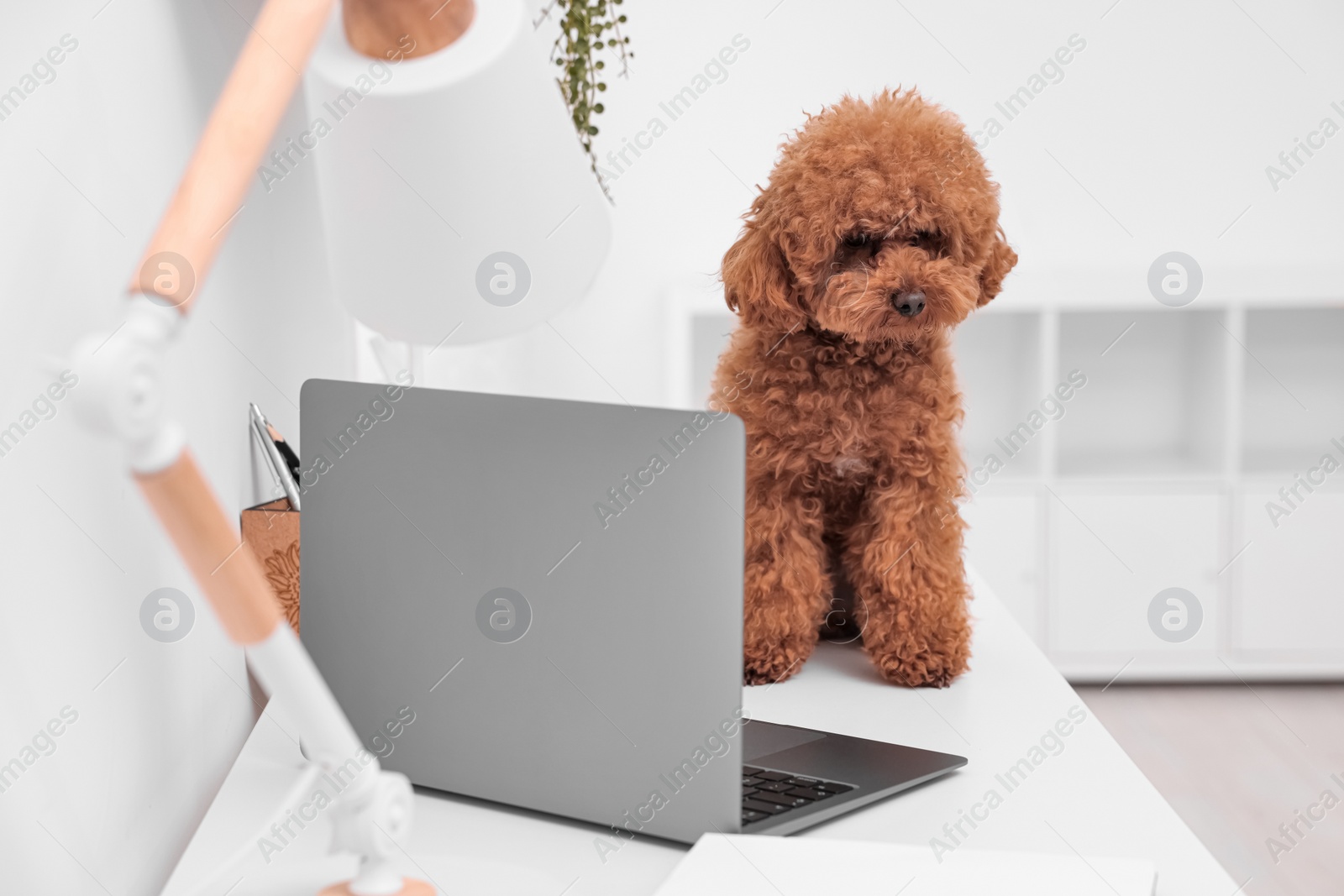 Photo of Cute Maltipoo dog on desk near laptop at home