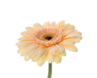 Photo of One beautiful tender gerbera flower isolated on white