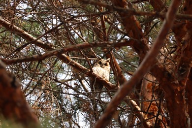 Beautiful owl on conifer tree in forest