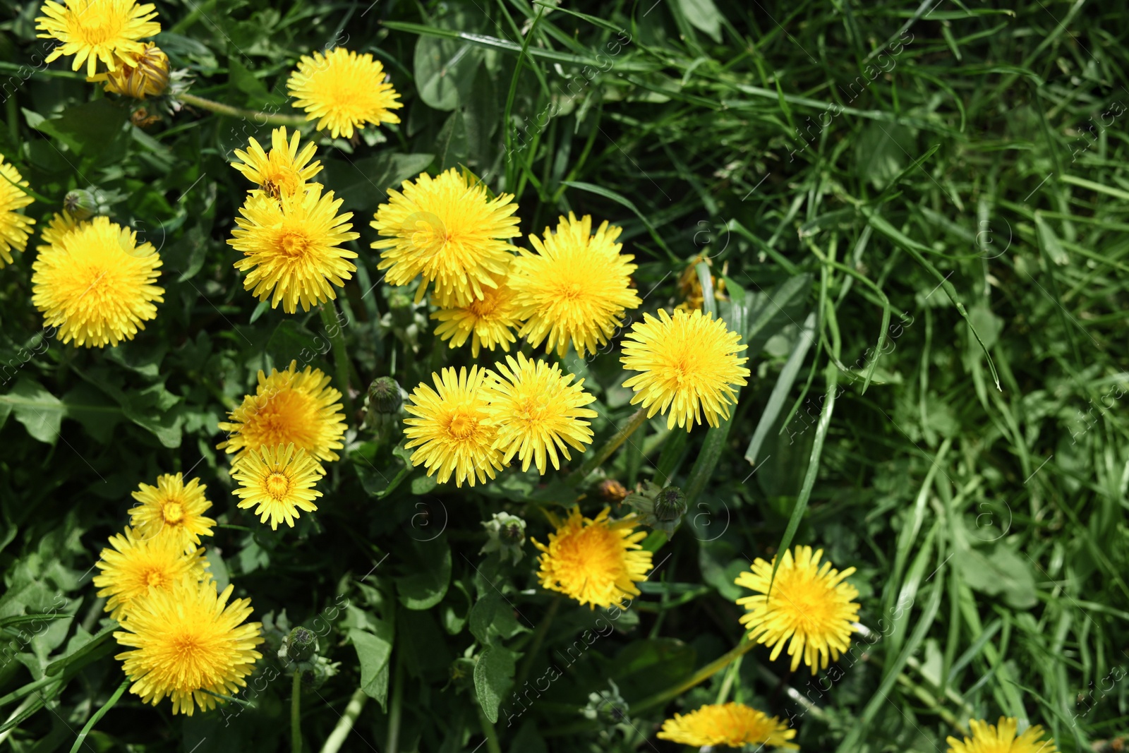 Photo of Beautiful bright yellow dandelions in green grass on sunny day, closeup