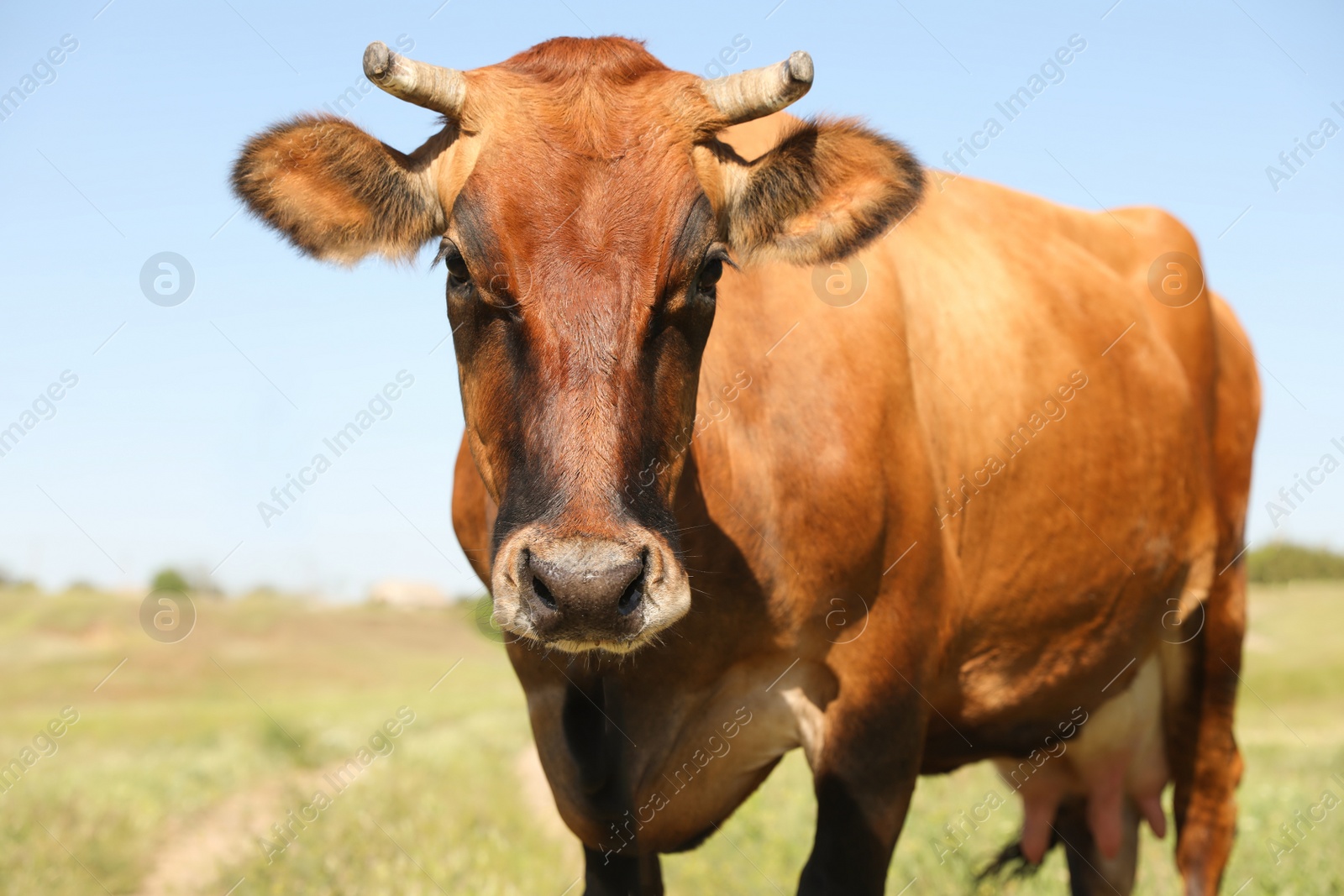 Photo of Beautiful brown cow outdoors on sunny day. Animal husbandry