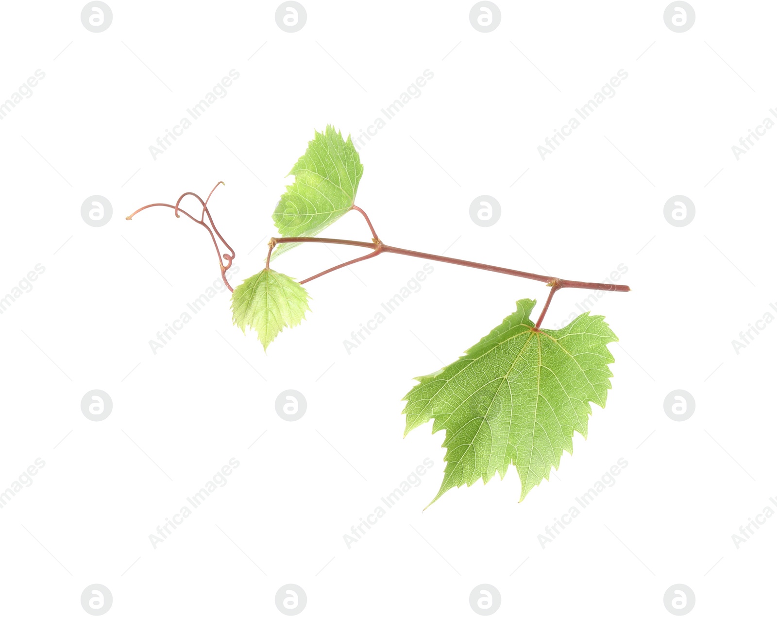 Photo of Grape vine with leaves isolated on white