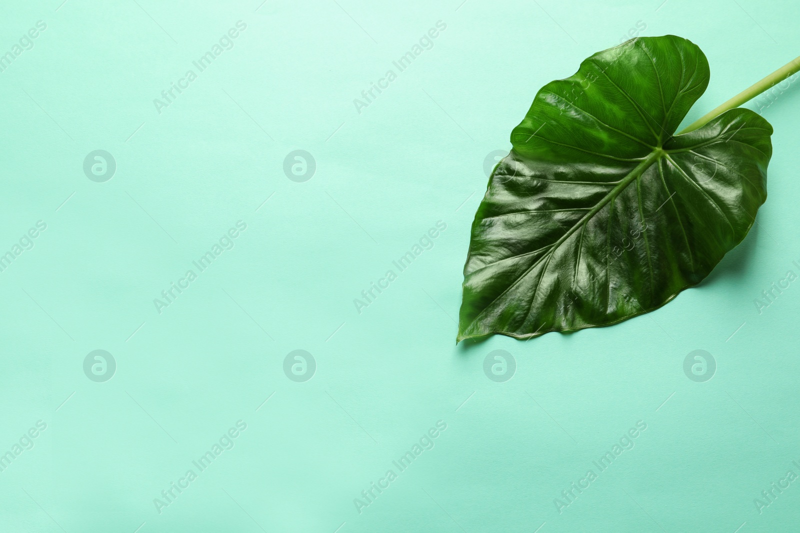 Photo of Beautiful tropical Taro plant leaf on color background, top view