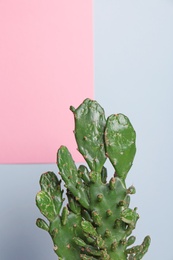 Beautiful cactus on color background