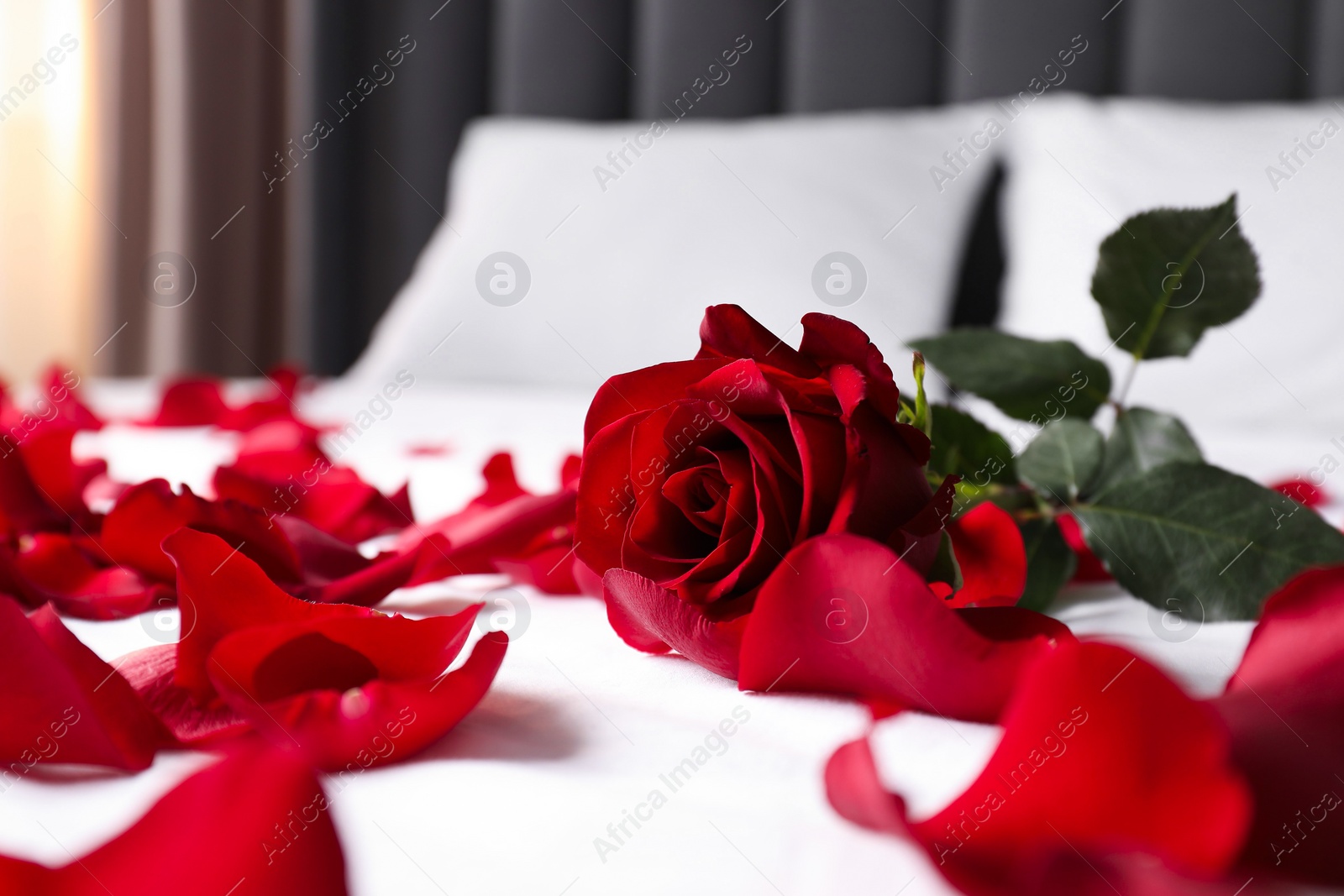 Photo of Honeymoon. Red rose and petals on bed, closeup
