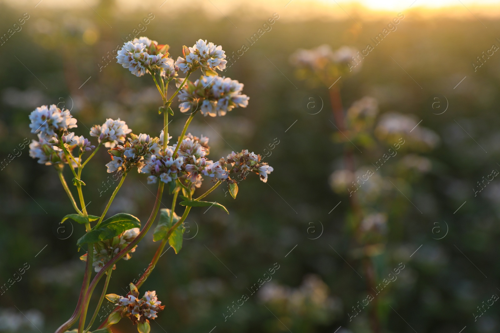 Photo of Many beautiful buckwheat flowers growing in field, closeup