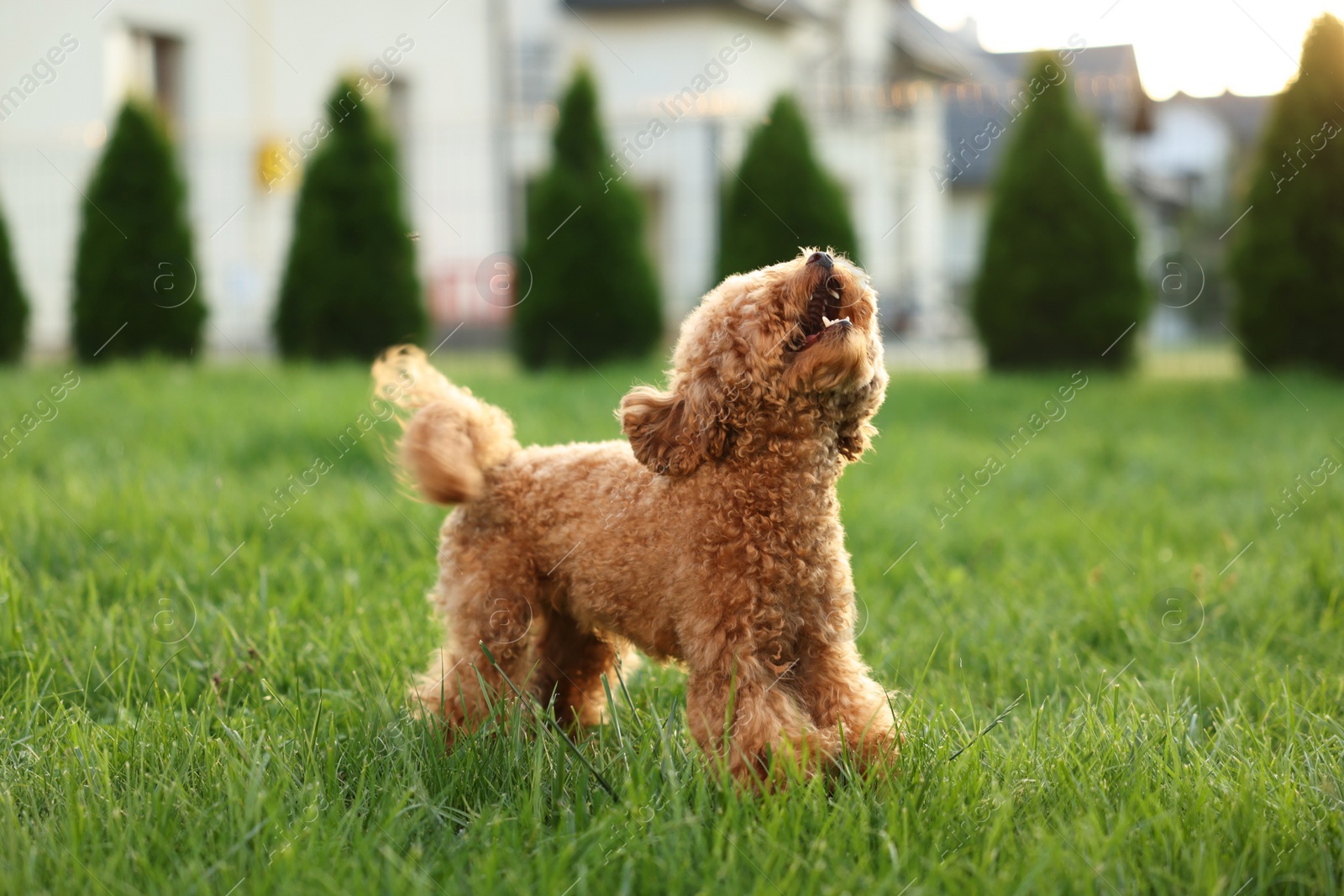 Photo of Cute Maltipoo dog on green lawn outdoors