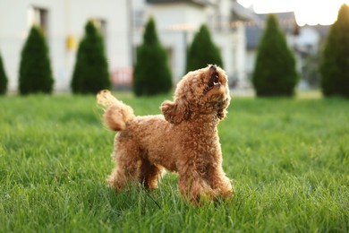 Cute Maltipoo dog on green lawn outdoors