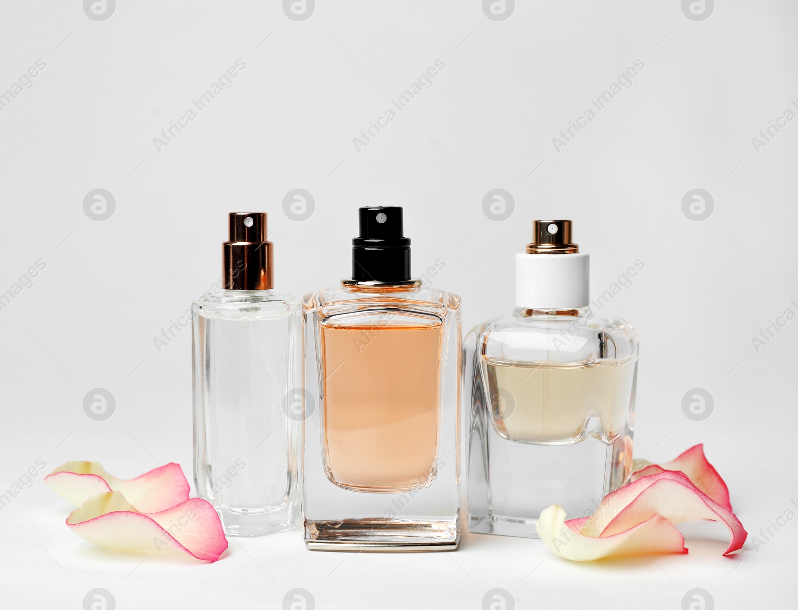 Photo of Transparent bottles of perfume and flower petals on white background