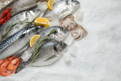 Fresh fish and seafood on ice, flat lay