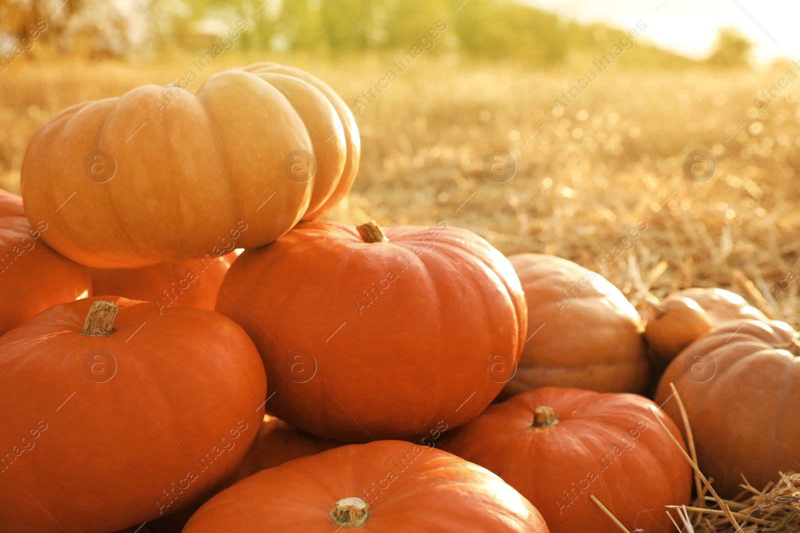 Photo of Pile of ripe orange pumpkins in field