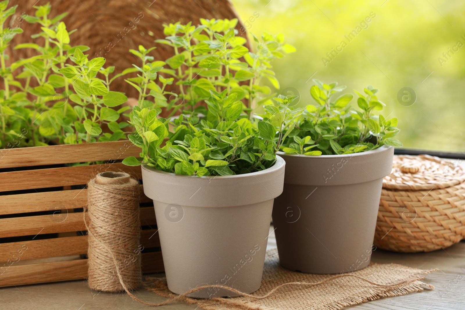 Photo of Aromatic potted oregano on wooden table against blurred green background