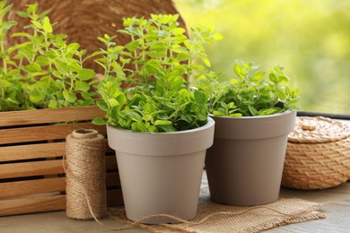 Photo of Aromatic potted oregano on wooden table against blurred green background